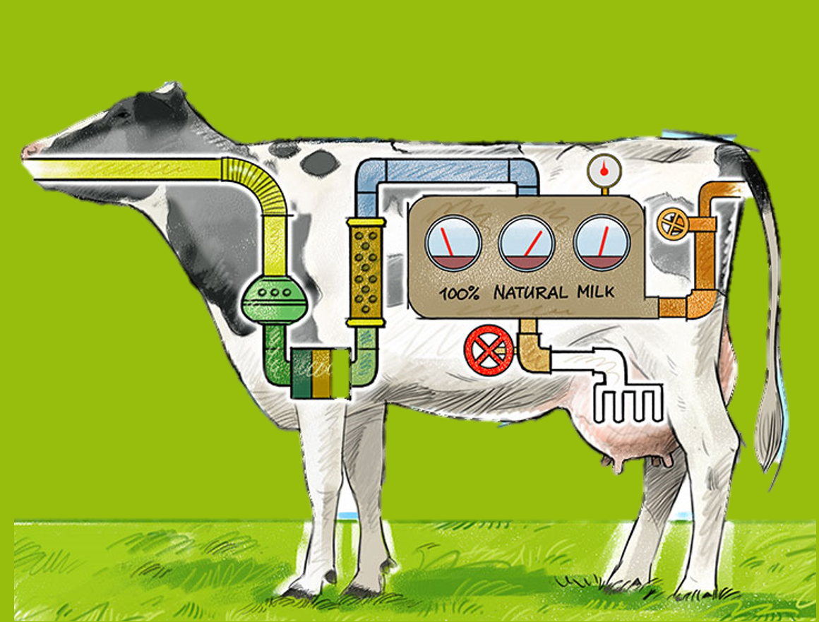 A living milk factory